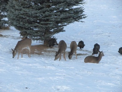 Bear Ridge Compound is a 120-acre turnkey property on Bear Ridge - photo 32