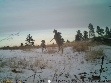 Bear Ridge Compound is a 120-acre turnkey property on Bear Ridge - photo 33