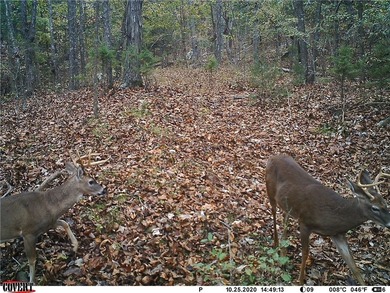 Located just 16 miles southeast of Huntsville, this 270-acre - photo 16