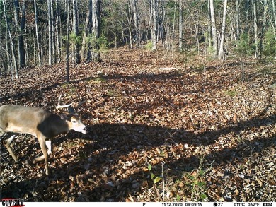 Located just 16 miles southeast of Huntsville, this 270-acre - photo 22
