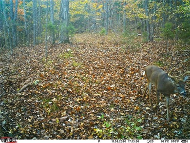 Located just 16 miles southeast of Huntsville, this 270-acre - photo 32