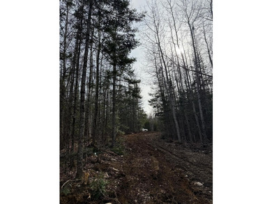 4 +/- acres with 200' shorefront on Western Lake. Nice private - photo 10
