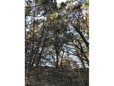 Scenic five acre lot that is level at the street yet rises up - photo 2