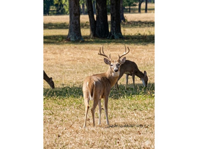 360 Acre Productive Cattle Ranch with large lodge and airplane - photo 39