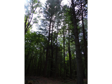 Peaceful and serene, this beautiful 15.1-acre wooded waterfront - photo 4