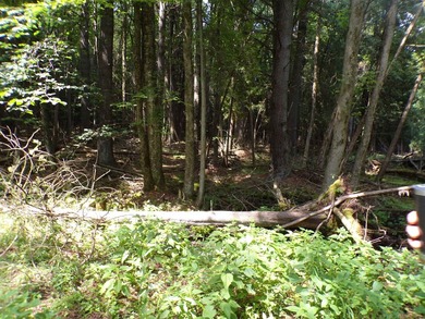 Peaceful and serene, this beautiful 15.1-acre wooded waterfront - photo 5