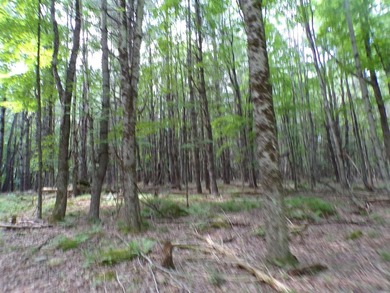 Peaceful and serene, this beautiful 15.1-acre wooded waterfront - photo 6