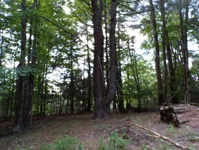 Peaceful and serene, this beautiful 15.1-acre wooded waterfront - photo 8
