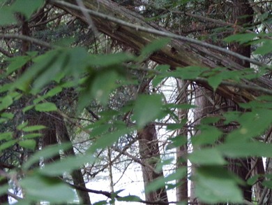 Peaceful and serene, this beautiful 15.1-acre wooded waterfront - photo 10