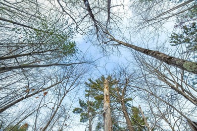 Sale includes two parcels of land totaling 35 acres. HA-385 is - photo 35