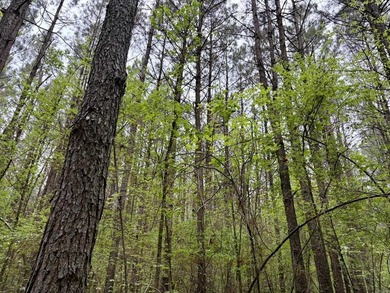 Located near Centerville, Arkansas, this exceptional property - photo 22