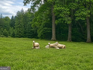 Welcome to Hidden Acres Natural Farm, a true Southern charmer-a - photo 4