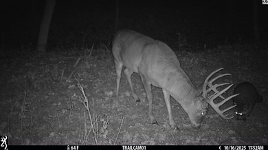 Just outside of Independence, Kansas sits 286+/- acre timber and - photo 4
