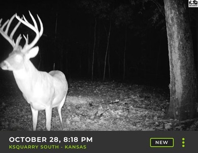 Just outside of Independence, Kansas sits 286+/- acre timber and - photo 6