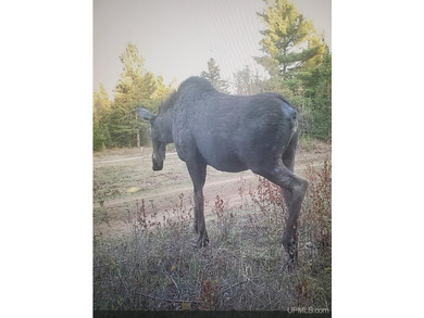 This 240-acre property is located within the Ottawa National - photo 19