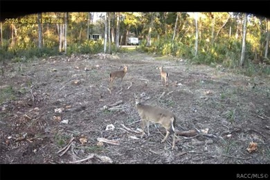 Build your dream home in Old Homosassa on this .47 acre cleared - photo 6