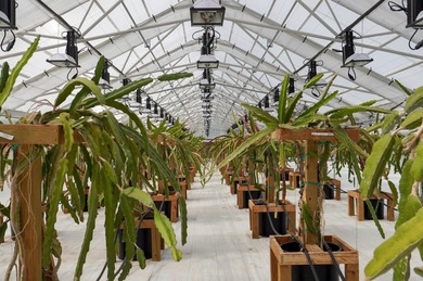This is an incredible state of the art greenhouse and farm, with