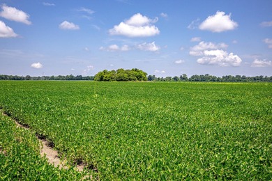 Delta Row Crop & Hunting Paradise This exceptional row crop farm - photo 3