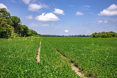 Delta Row Crop & Hunting Paradise This exceptional row crop farm - photo 4