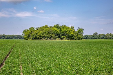 Delta Row Crop & Hunting Paradise This exceptional row crop farm - photo 6