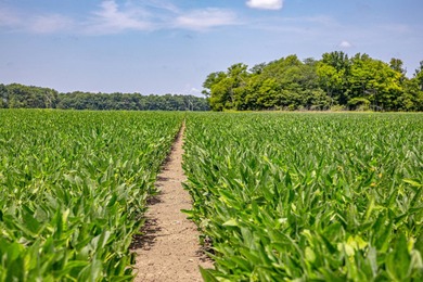 Delta Row Crop & Hunting Paradise This exceptional row crop farm - photo 8