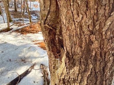 If you've been searching for an affordable piece of Maine land - photo 7