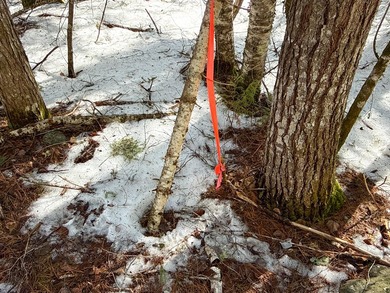 If you've been searching for an affordable piece of Maine land - photo 8