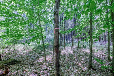 Opportunities abound with this lovely 15.8-acre parcel with over - photo 32