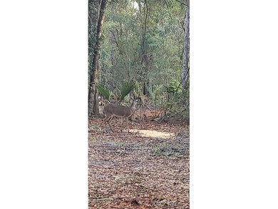 Build your dream home on this beautiful .57-acre lot in - photo 4