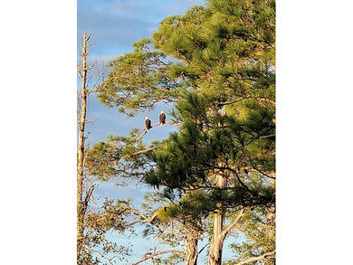 Tucked away on Choctawhatchee Bay, this charming Florida cottage - photo 26