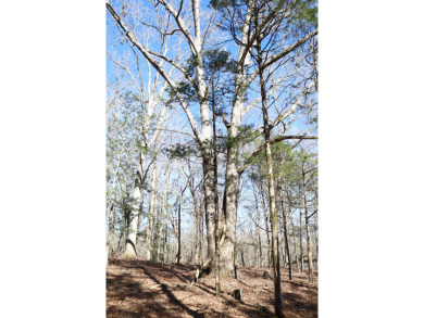 Stunning 3.44 Acre lot @ Lake Russell - photo 6