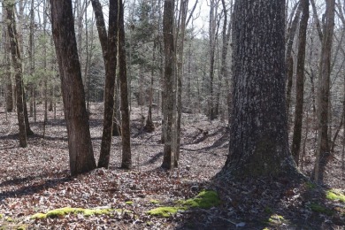 Stunning 3.44 Acre lot @ Lake Russell - photo 9