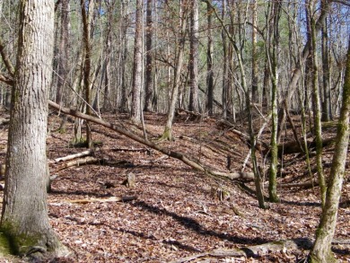 NICE 2.68 Acre Waterfront Lot @ Lake Russell - photo 8