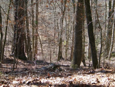 NICE 2.68 Acre Waterfront Lot @ Lake Russell - photo 7