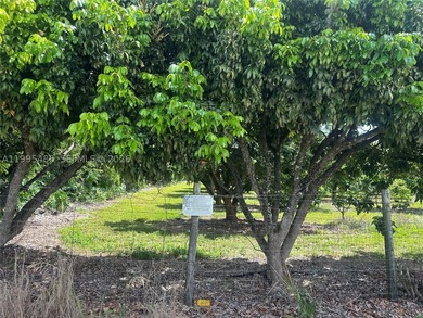 15.6 ACRE LONGAN GROVE, MATURE TREES, FULLY FENCED AND GATED - photo 12