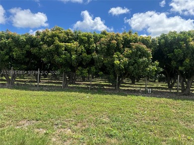 15.6 ACRE LONGAN GROVE, MATURE TREES, FULLY FENCED AND GATED - photo 17