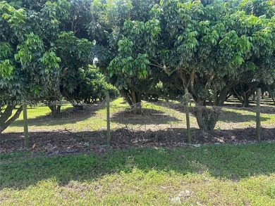 15.6 ACRE LONGAN GROVE, MATURE TREES, FULLY FENCED AND GATED - photo 20