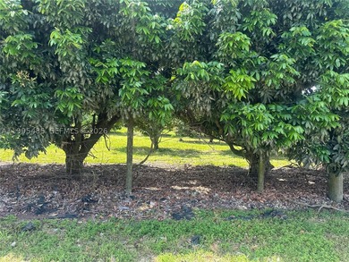 15.6 ACRE LONGAN GROVE, MATURE TREES, FULLY FENCED AND GATED - photo 24