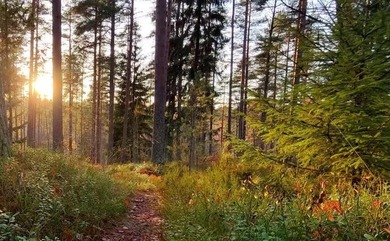 (private lake, pond, creek) Lot For Sale in Grand Rapids Michigan