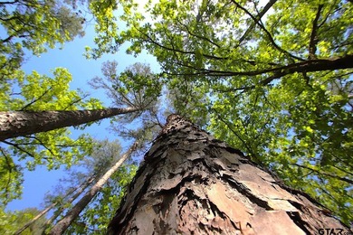 Set on almost 60 acres of lush woodland, this East Texas tract - photo 34