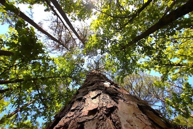 Set on almost 60 acres of lush woodland, this East Texas tract - photo 36