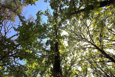 Set on almost 60 acres of lush woodland, this East Texas tract - photo 39