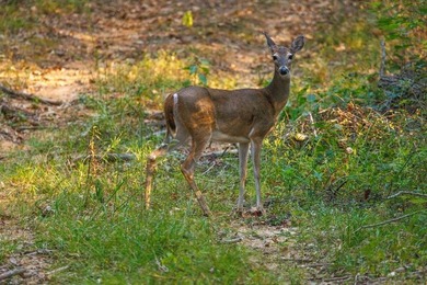 Overview: Nestled along Whitegrass Creek in Bryan County, a - photo 3