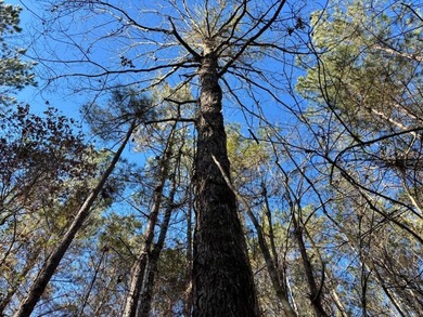 This secluded hunting, recreation and timberland investment - photo 11