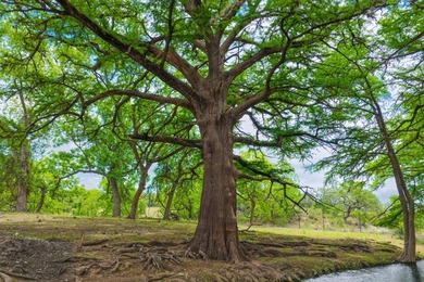 Located just 30+/- minutes from historic Fredericksburg, this - photo 11