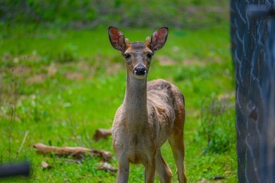 Located just 30+/- minutes from historic Fredericksburg, this - photo 14