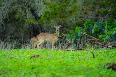 Located just 30+/- minutes from historic Fredericksburg, this - photo 27