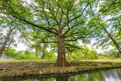Located just 30+/- minutes from historic Fredericksburg, this - photo 30