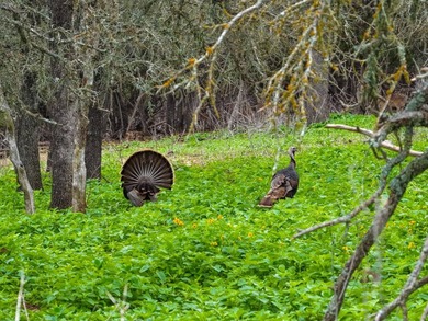 Located just 30+/- minutes from historic Fredericksburg, this - photo 31