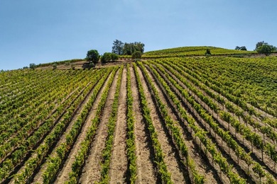 The 120 acre Pritchett Peaks Vineyard is nestled in the majestic - photo 7